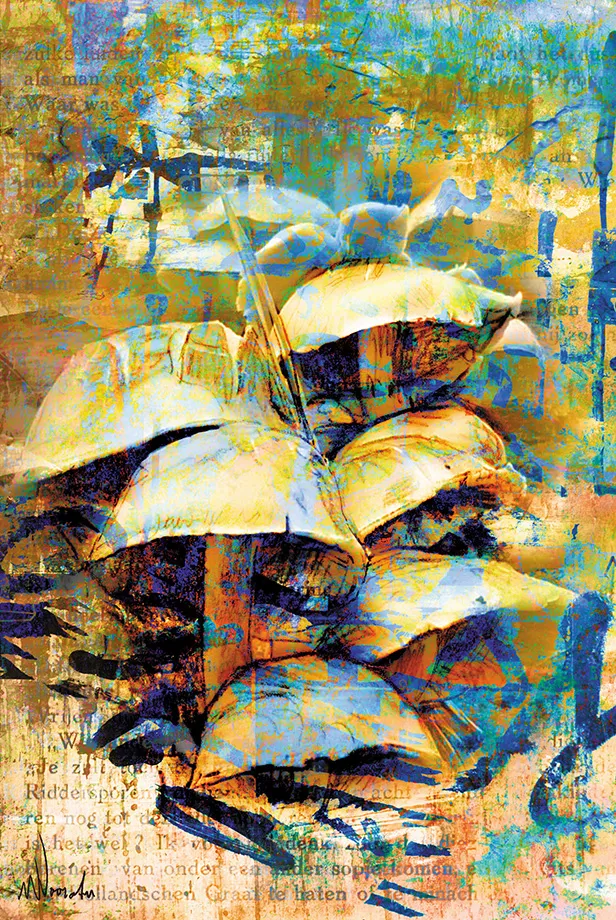 paddenstoelen.jpg