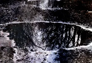 Afbeelding #2: Weerspiegeling in het bos