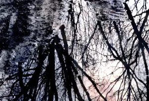 Afbeelding #3: Weerspiegeling in het bos