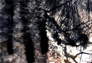 Afbeelding #5: Weerspiegeling in het bos
