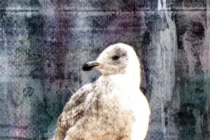 Afbeelding #2: De meeuw op de meerpaal